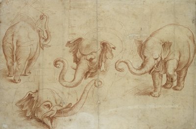 Four Studies of an Elephant by Giulio Romano